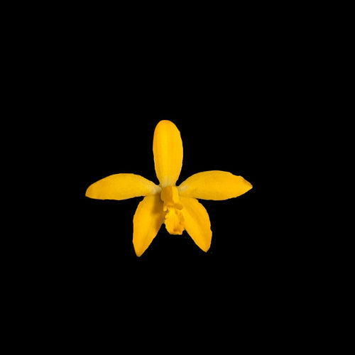 laelia-cattleya-cruziana-