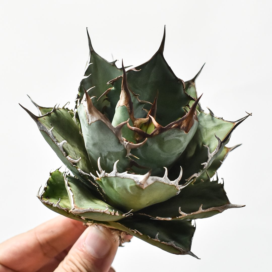 国内実生最高峰】アガベ オテロイ【OSPセレクト株 / 抜き苗 / 実生】12