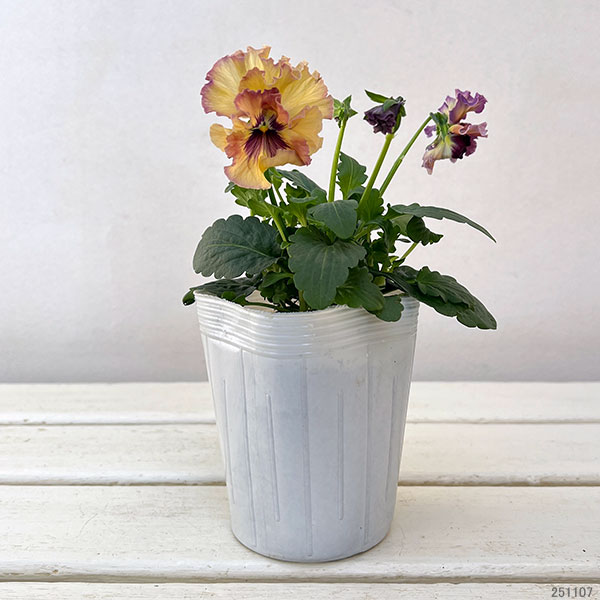 園芸ネット本店｜パンジー：フェデネージュ モネ 積みわら3-3.5号