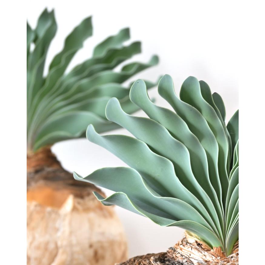 観葉植物 本物 現品 希少 ブーファン・ハエマンソイデス ビザール