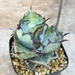 2026年最新】アガベ ブラック&ブルーの人気アイテム - メルカリ