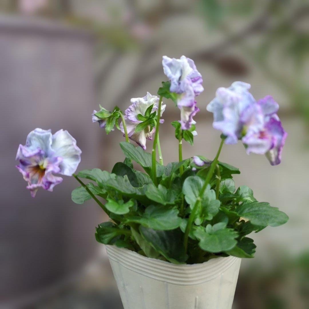 KA34♥フェデネージュ モネ積みわら♥人気品種希少♥花苗ポット