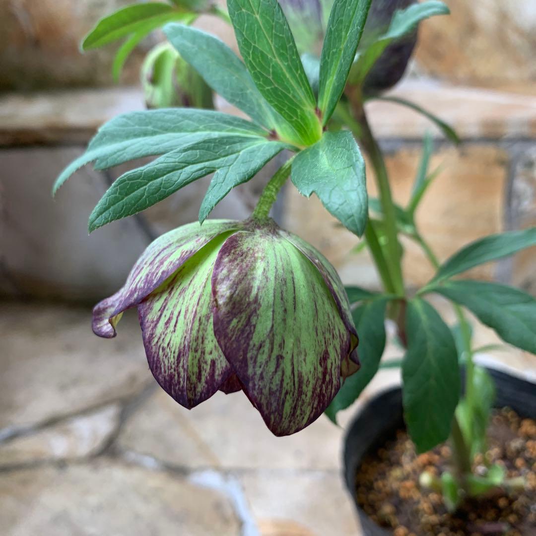 ☆クリスマスローズ、グリーン×グレープ.バイカラーdd☆ - メルカリ